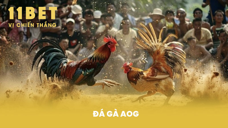 Đá Gà AOG - Tìm Hiểu Về Giải Đá Gà Trực Tuyến Tại Việt Nam